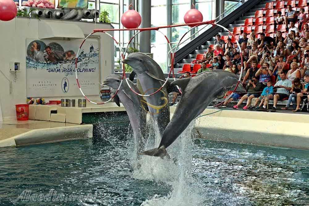 شهر  وارنا | علاءالدین تراول