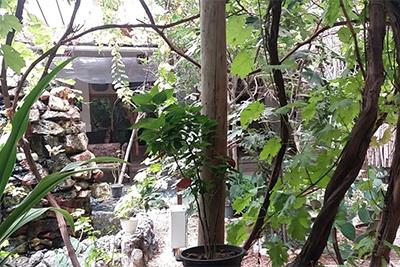 باغ رستوران تخت جمشید اصفهان