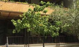 کافه شکسپیر تهران