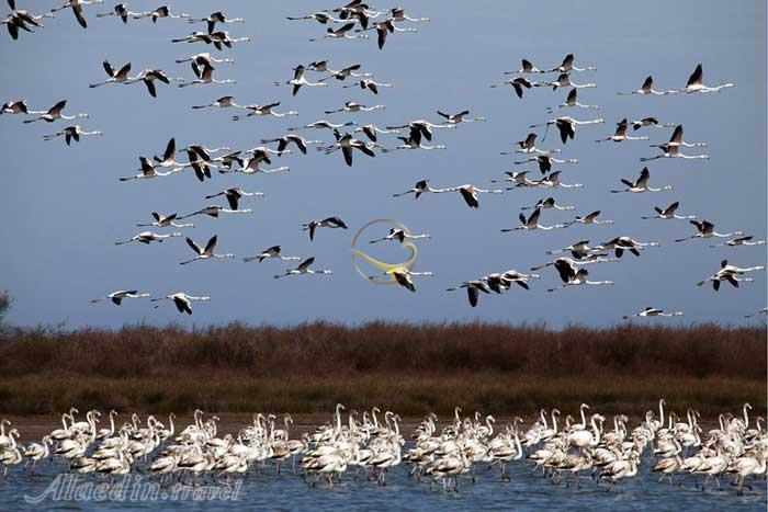 تور طبیعت گردی حیات وحش میانکاله